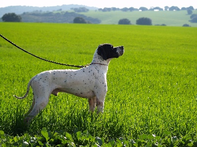 de la Thémeraie - Flock Champion d'Europe Grande Quête 2013