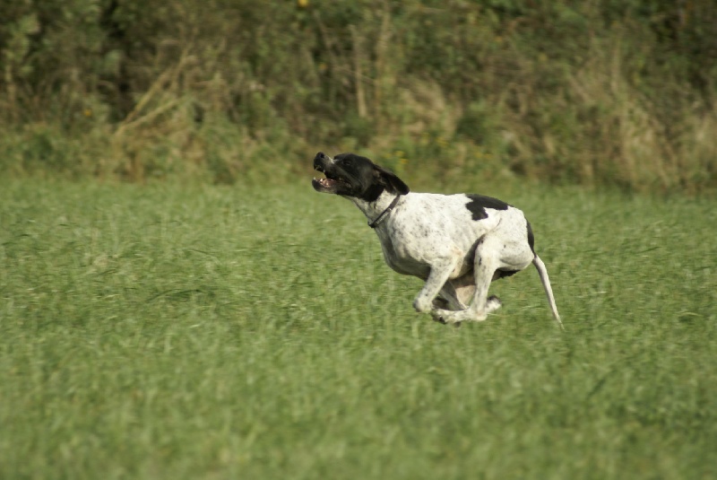 TR. CH. Eden de la Thémeraie